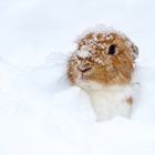 ...Pebbles im Schnee...