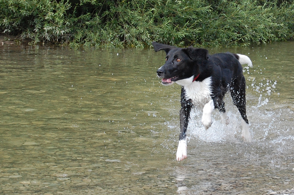 Pebbles im Wasser 2