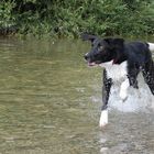 Pebbles im Wasser 2