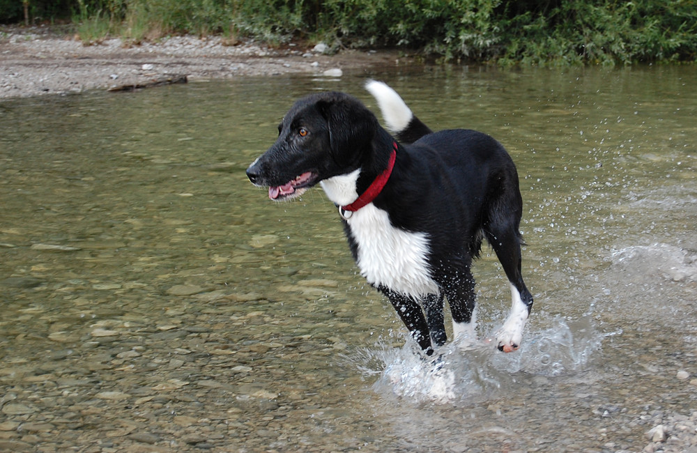 Pebbles im Wasser