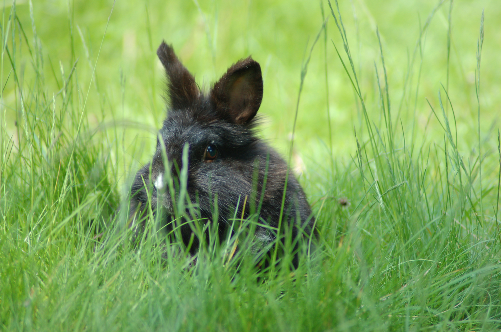 Pebbles liebt es im Gras zu hocken