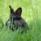 Pebbles liebt es im Gras zu hocken