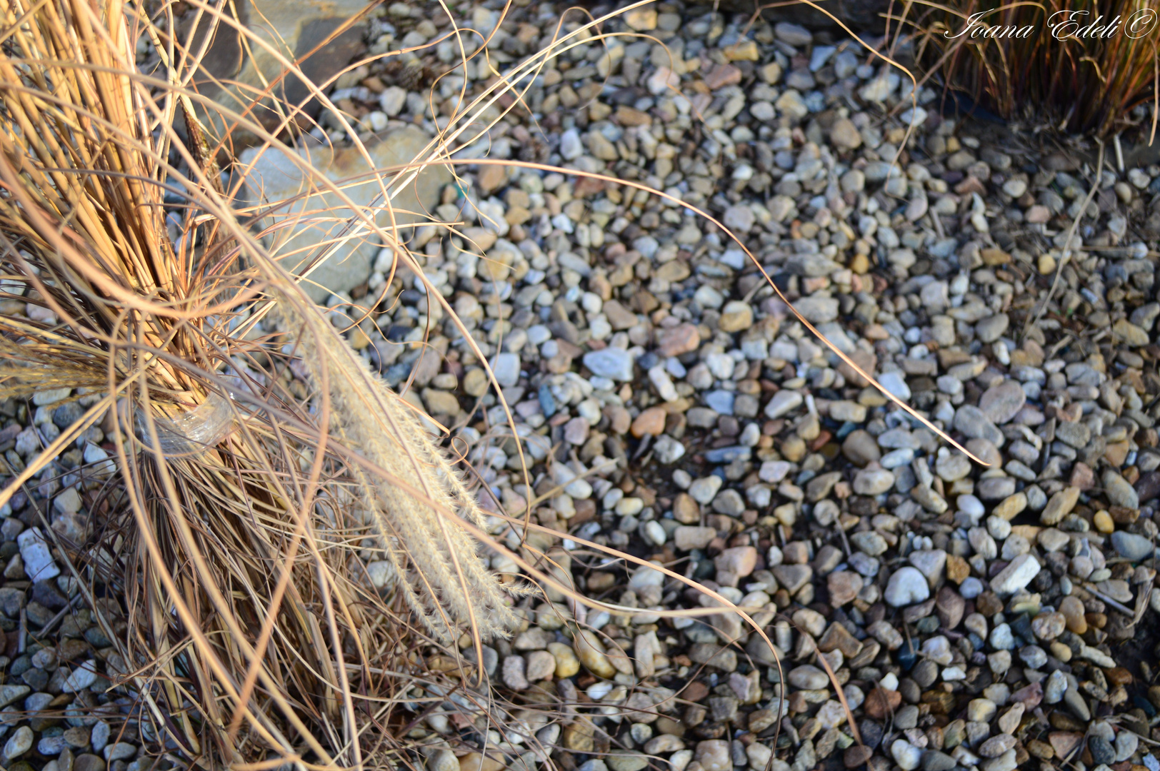 pebbles on campus, Brno