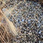 pebbles on campus, Brno