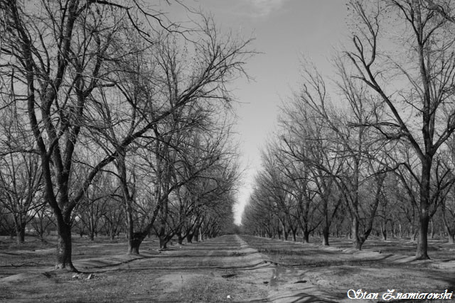 Pecan Orchards