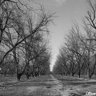 Pecan Orchards