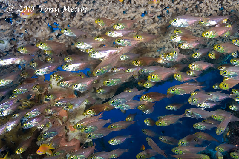 peces cristal