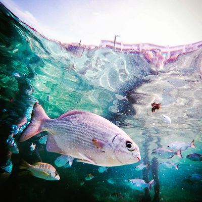 Peces en Las Canteras