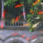 Peces voladores