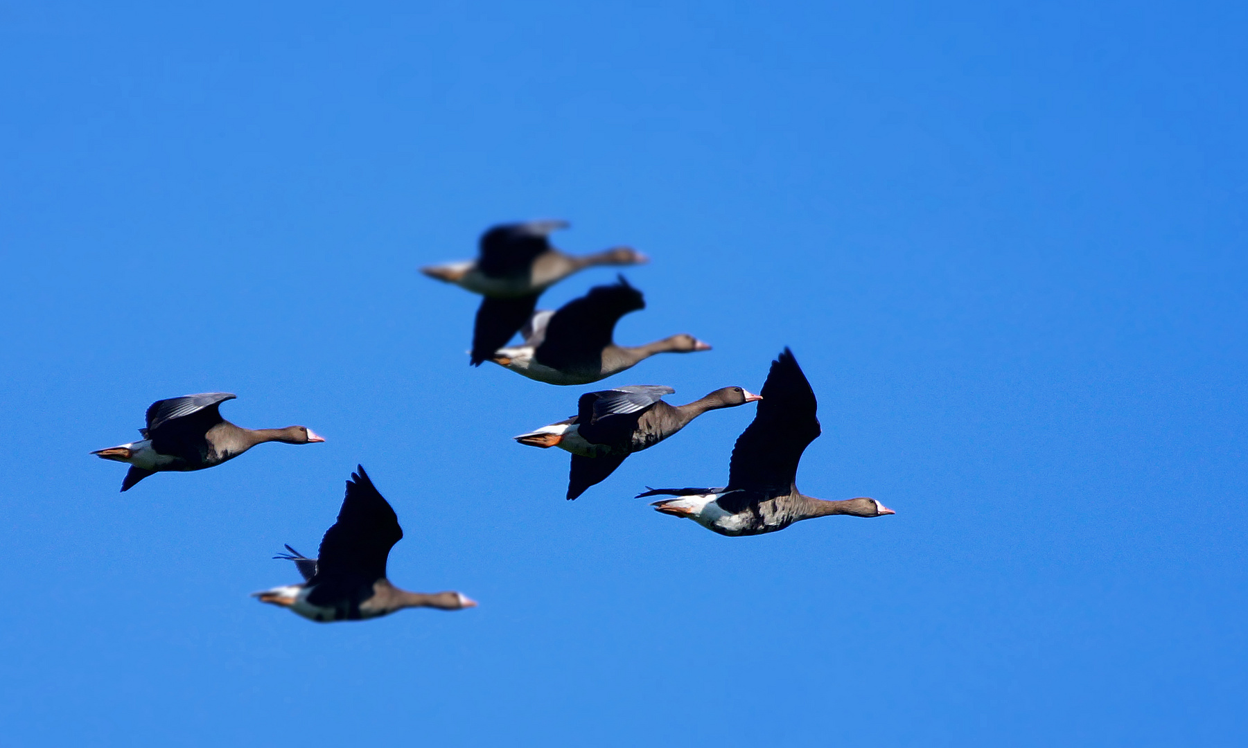Pech... Foto & Bild tiere, wildlife, wild lebende vögel Bilder auf