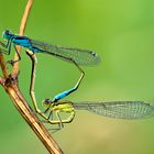 Pech dragonflies pair