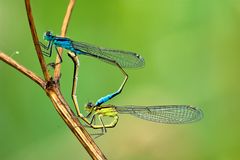 Pech dragonflies pair