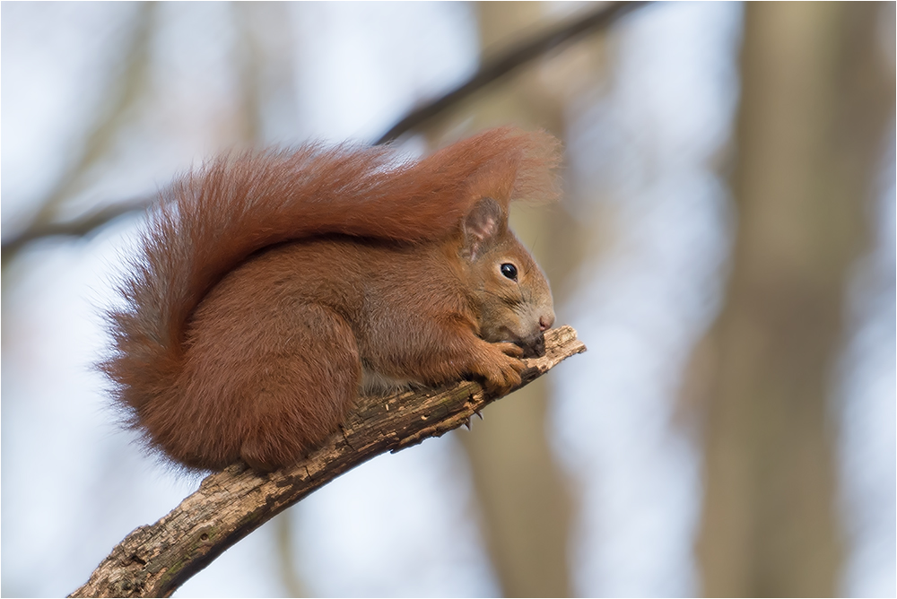 Pech für das Eichhörnchen :-)