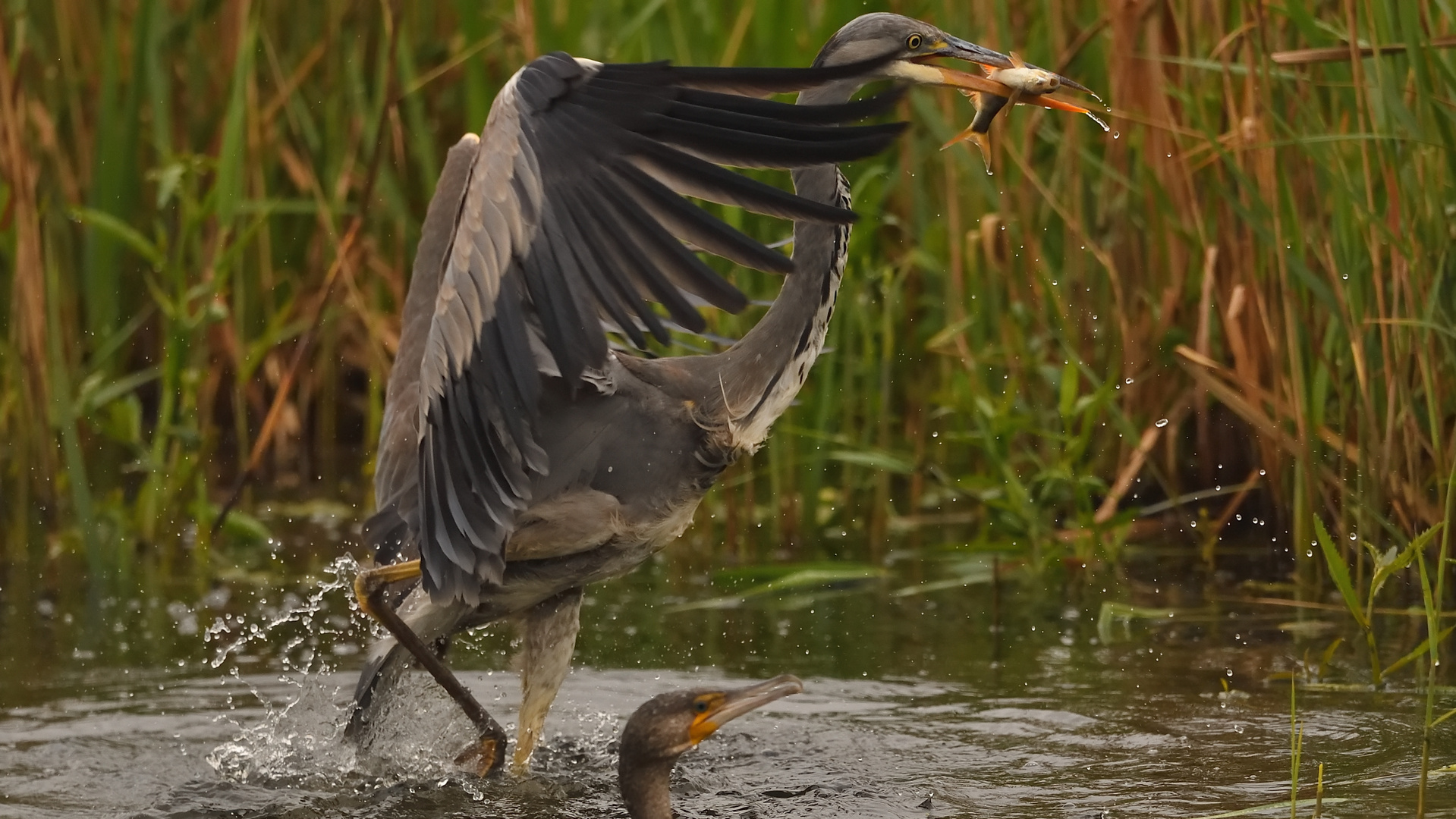 Pech für den Kormoran!