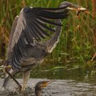 Pech für den Kormoran!