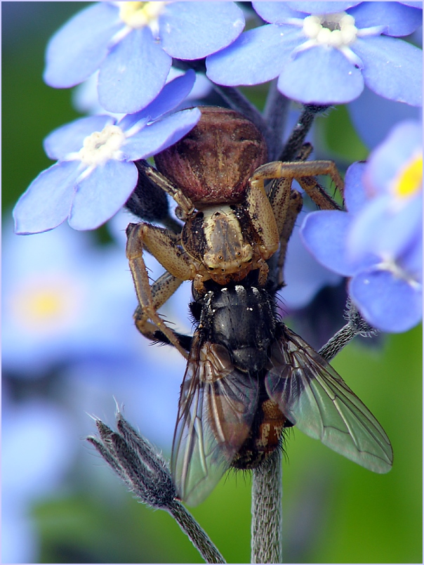 Pech für die Fliege