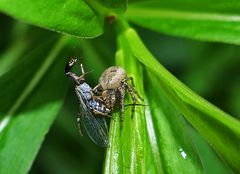 Pech für die Kamelhalsfliege