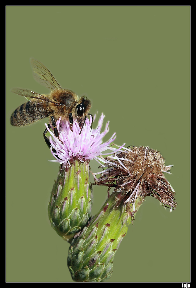 ..."Péché mignon"...;-))