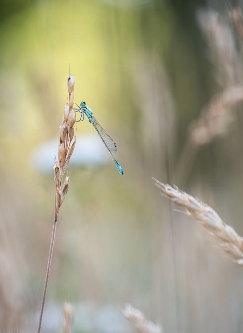 ___Pechlibelle____________________