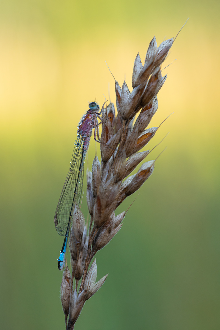 _____pechlibelle________