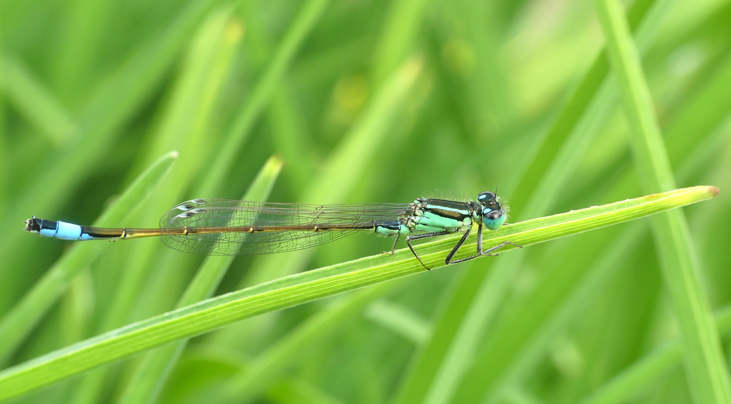 Pechlibelle am Teich