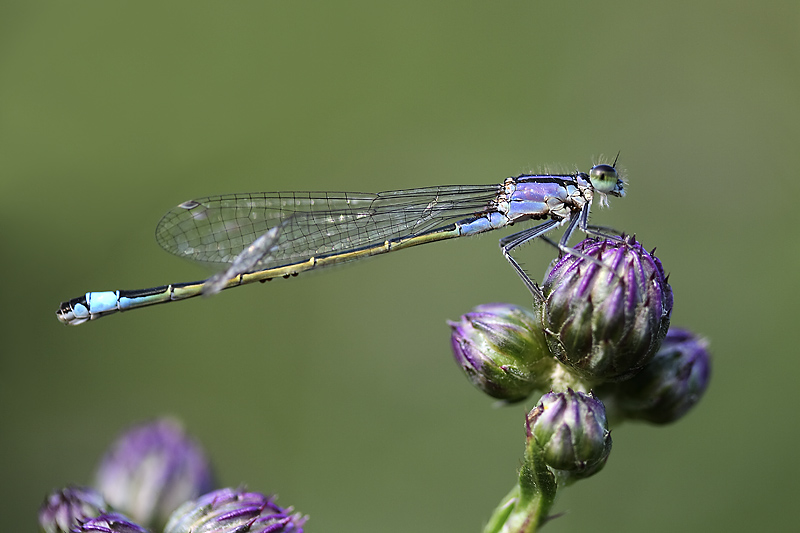 Pechlibelle an Distel