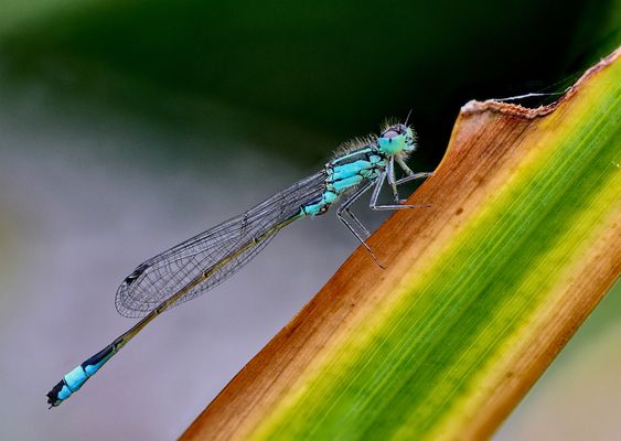 Pechlibelle auf bunter Unterlage