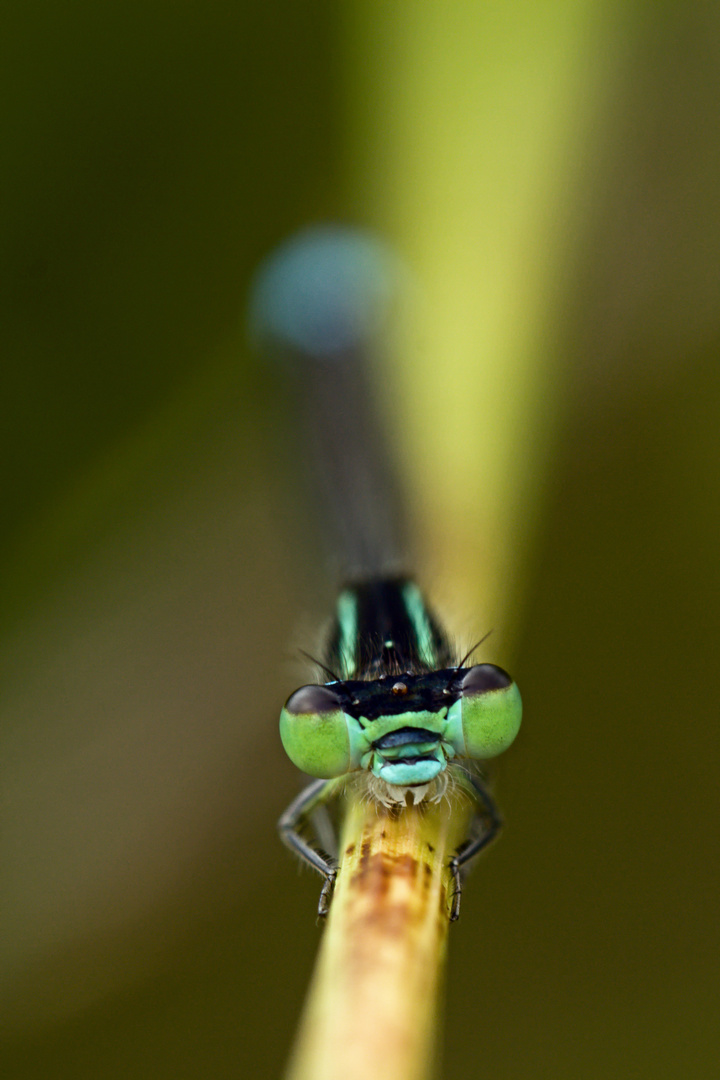 Pechlibelle frontal