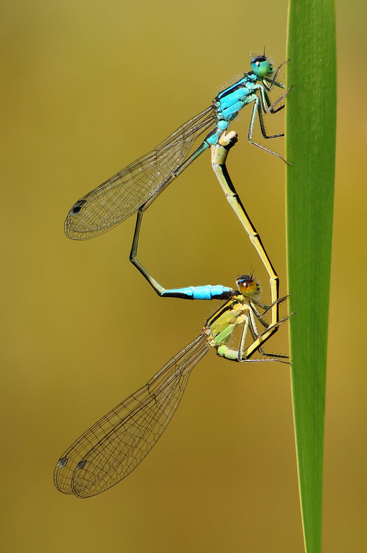 Pech(libelle) gehabt