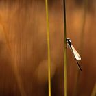 Pechlibelle im abendlichen Gegenlicht