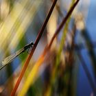 Pechlibelle im Gegenlicht