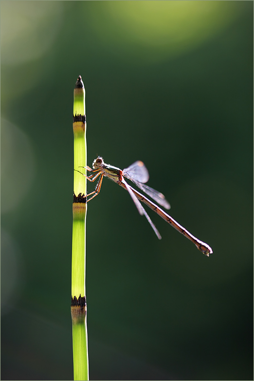 Pechlibelle im Gegenlicht