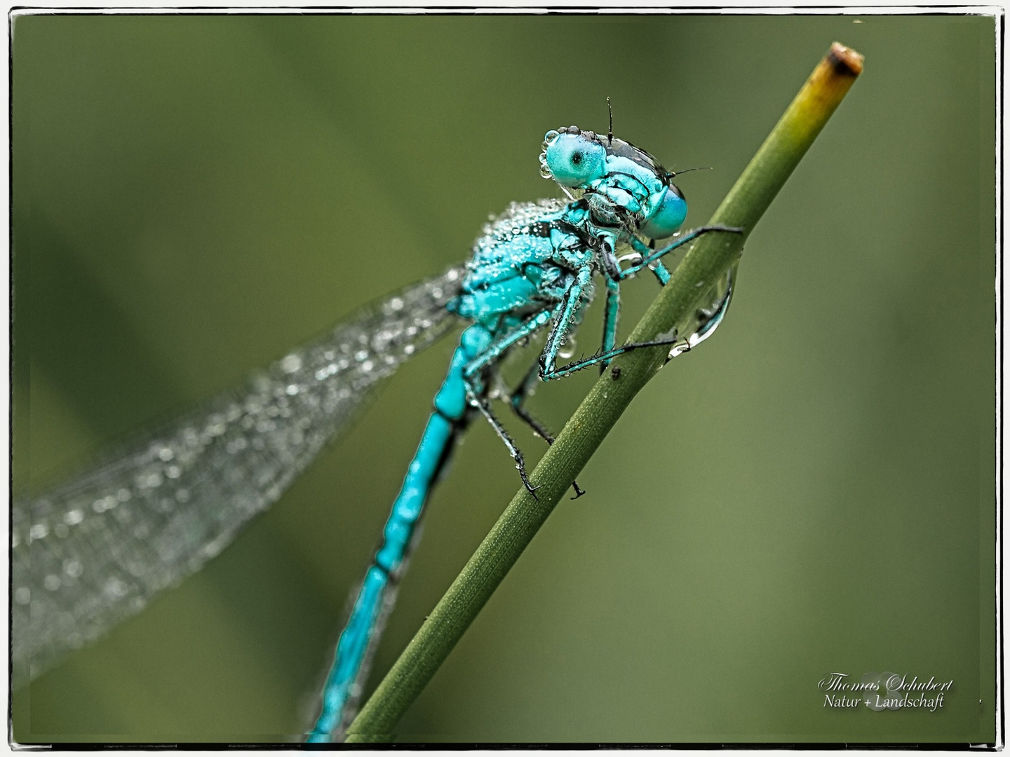 Pechlibelle im Morgentau