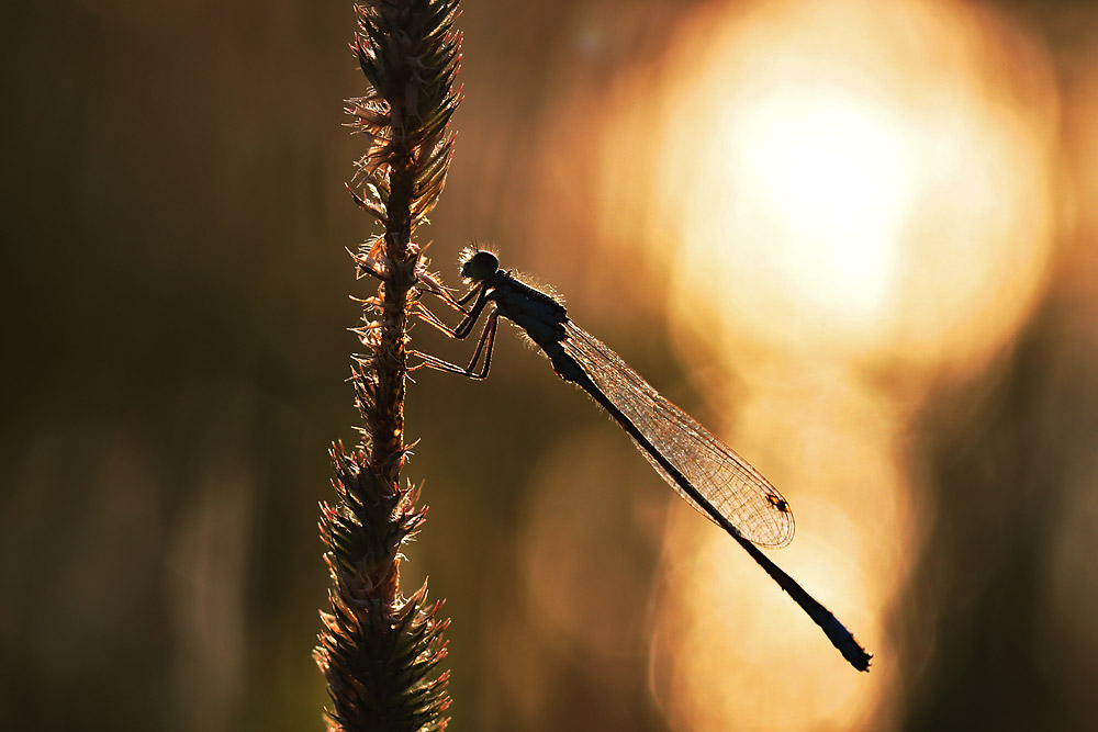 Pechlibelle im wunderschönen Abendlicht