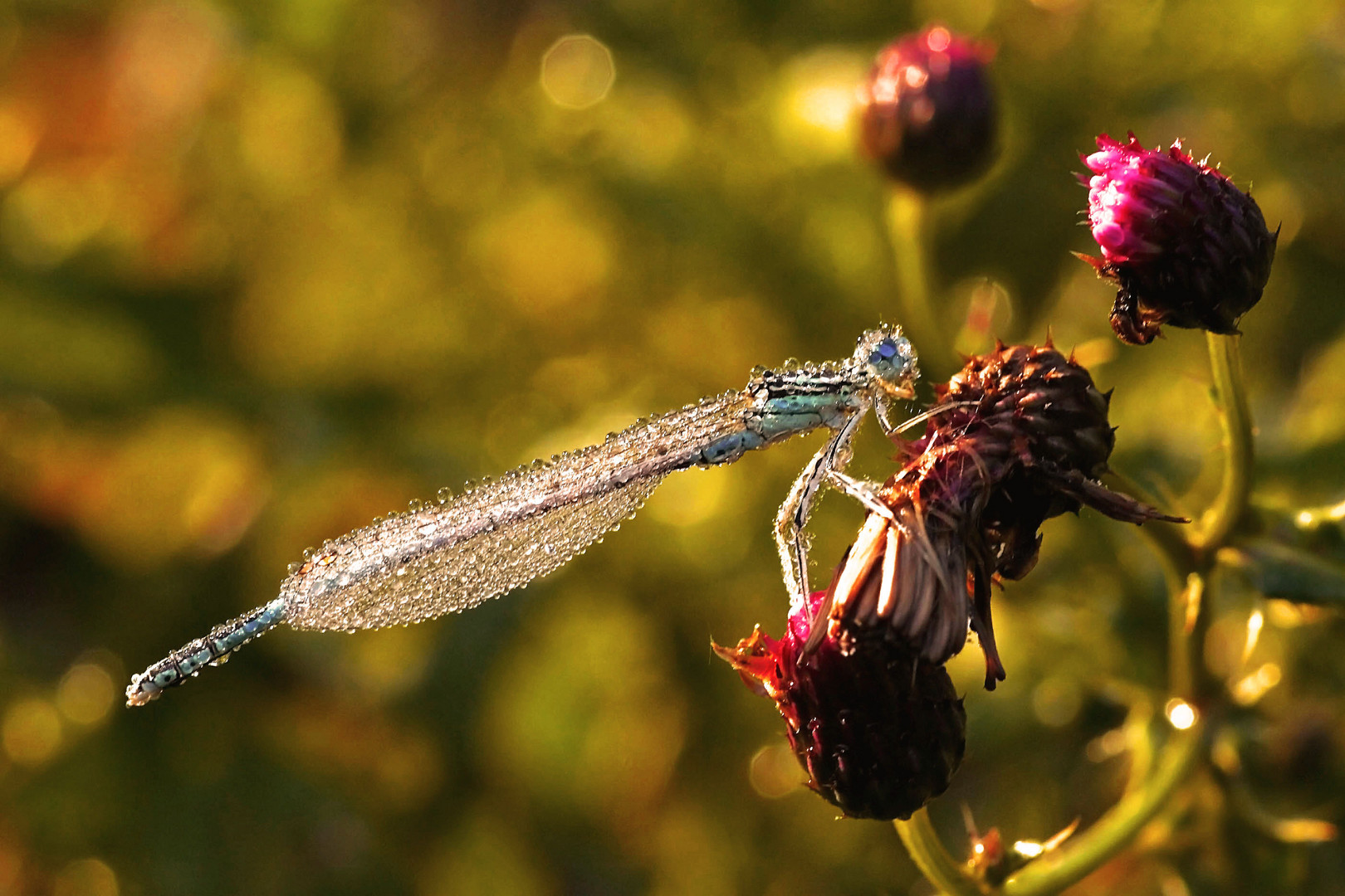 Pechlibelle in der Morgensonne