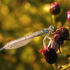 Pechlibelle in der Morgensonne