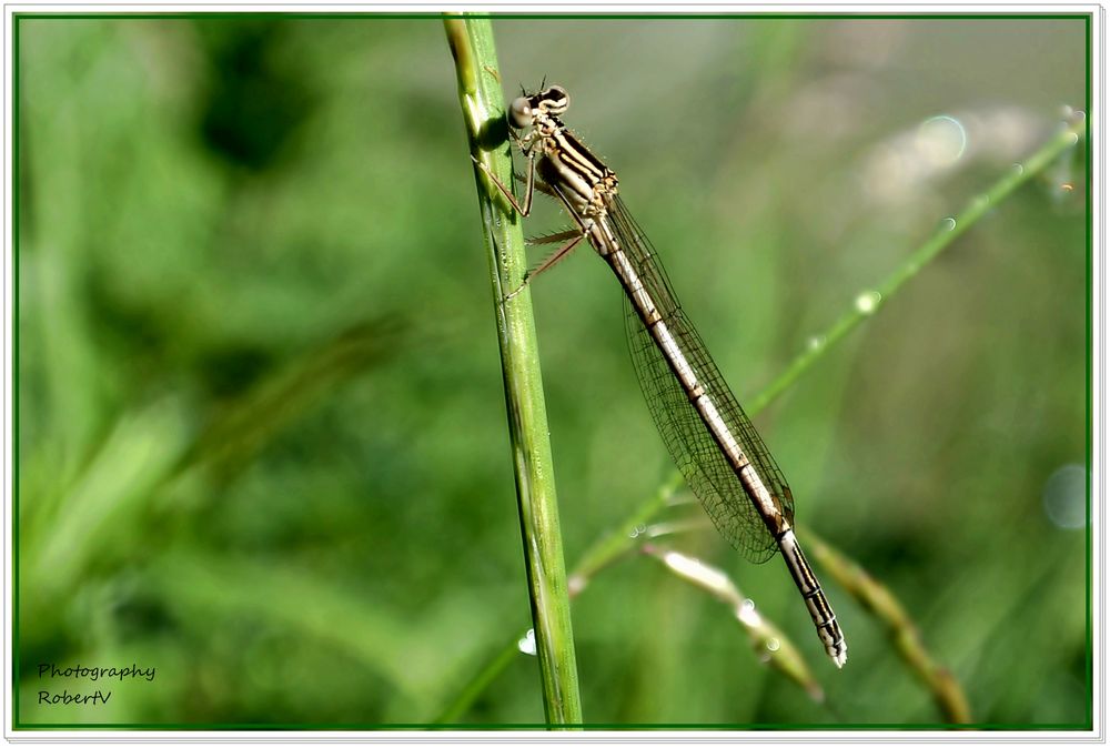 Pechlibelle (Männchen)