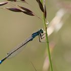 Pechlibelle mit fragendem Blick