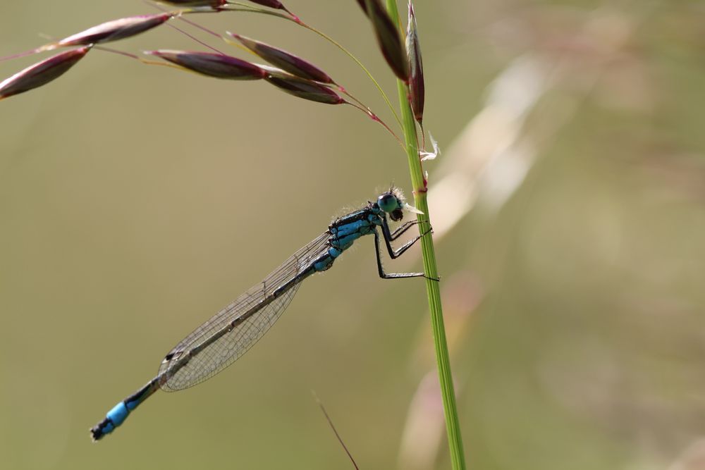 Pechlibelle mit fragendem Blick