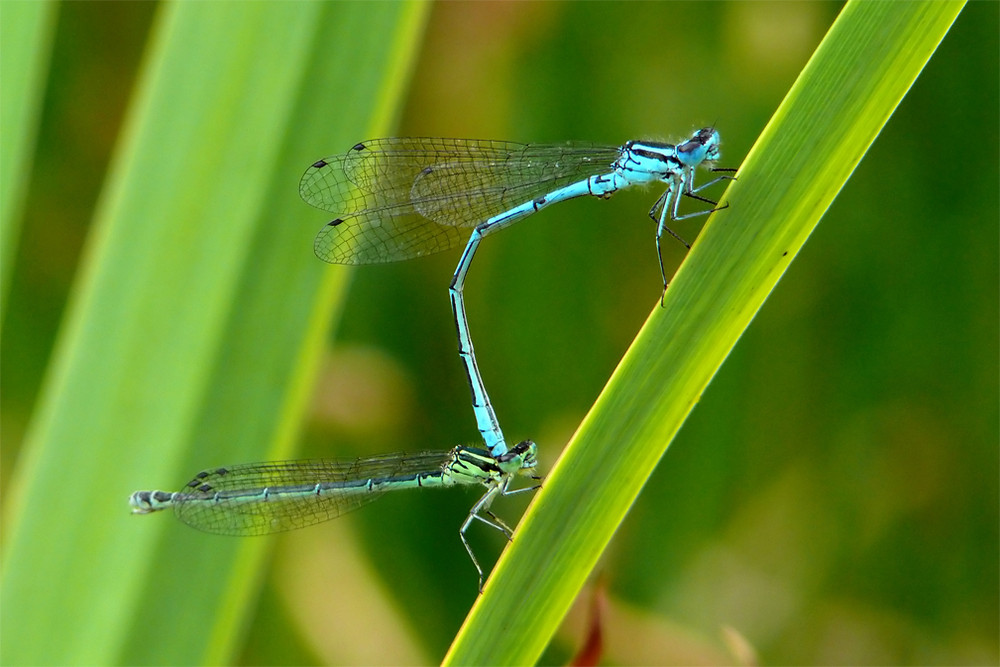 Pechlibelle oder Azurjungfer ?