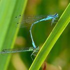 Pechlibelle oder Azurjungfer ?