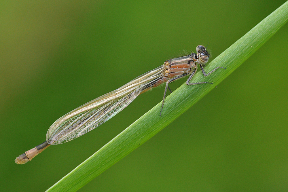 Pechlibellen – Glück