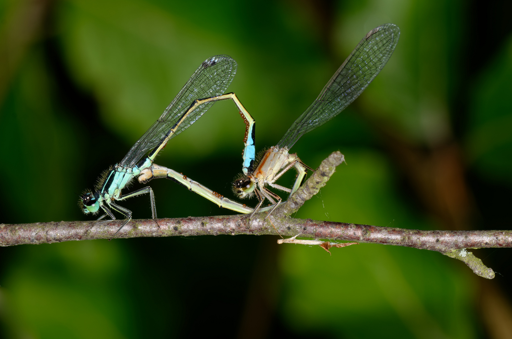 Pechlibellen (Ischnura elegans)