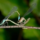 Pechlibellen (Ischnura elegans)