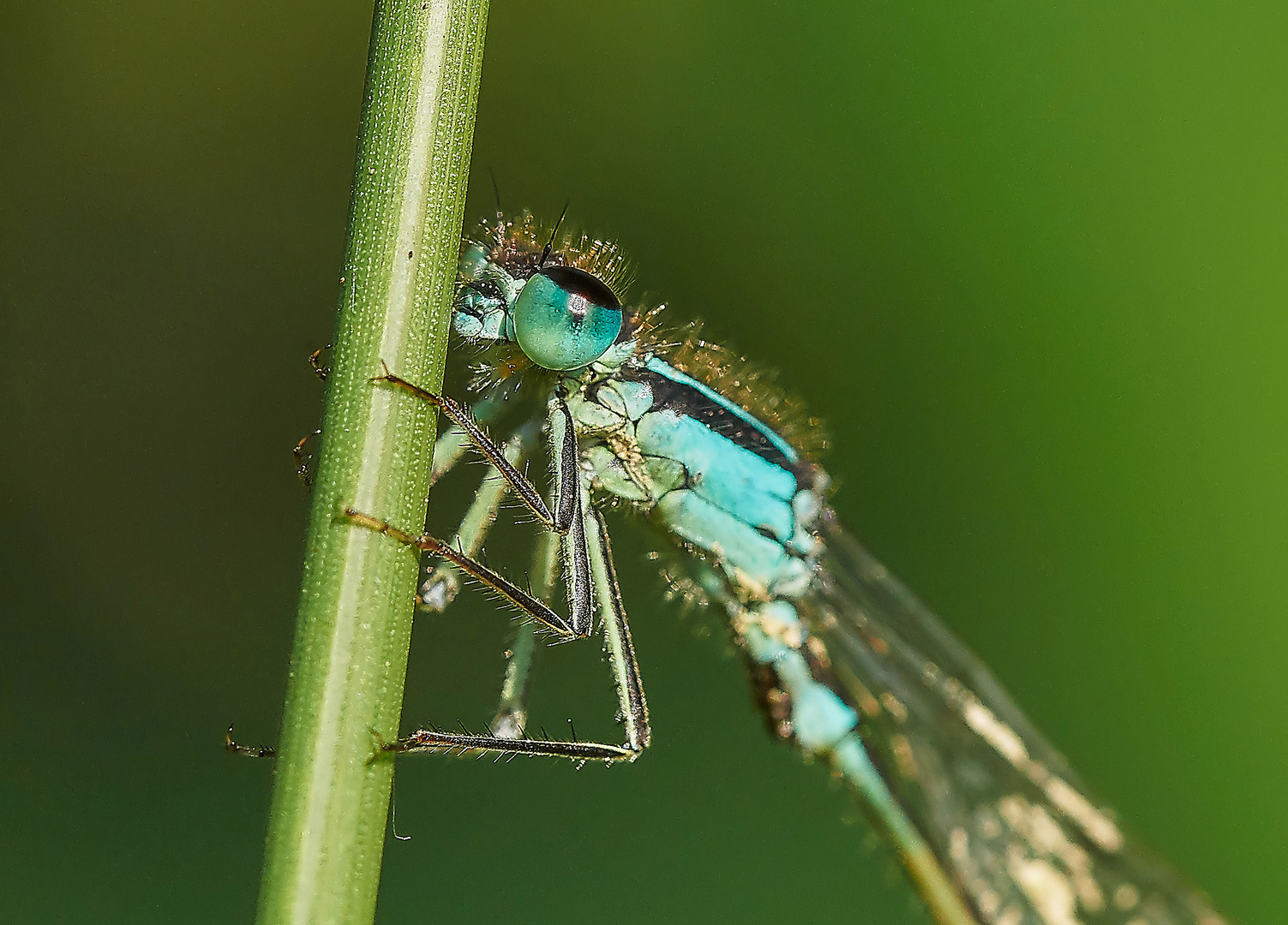 Pechlibellen Portrait