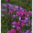 Pechnelke im Garten