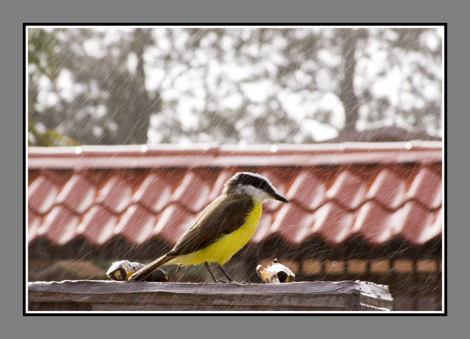 Pecho amarillo comiendo bajo la lluvia