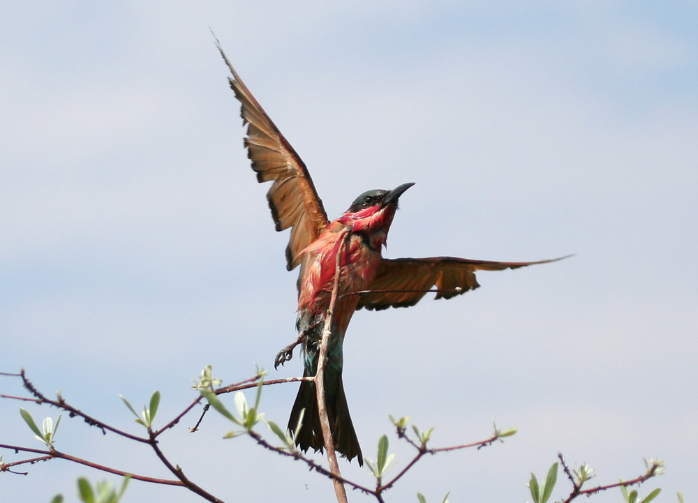 Pechvogel