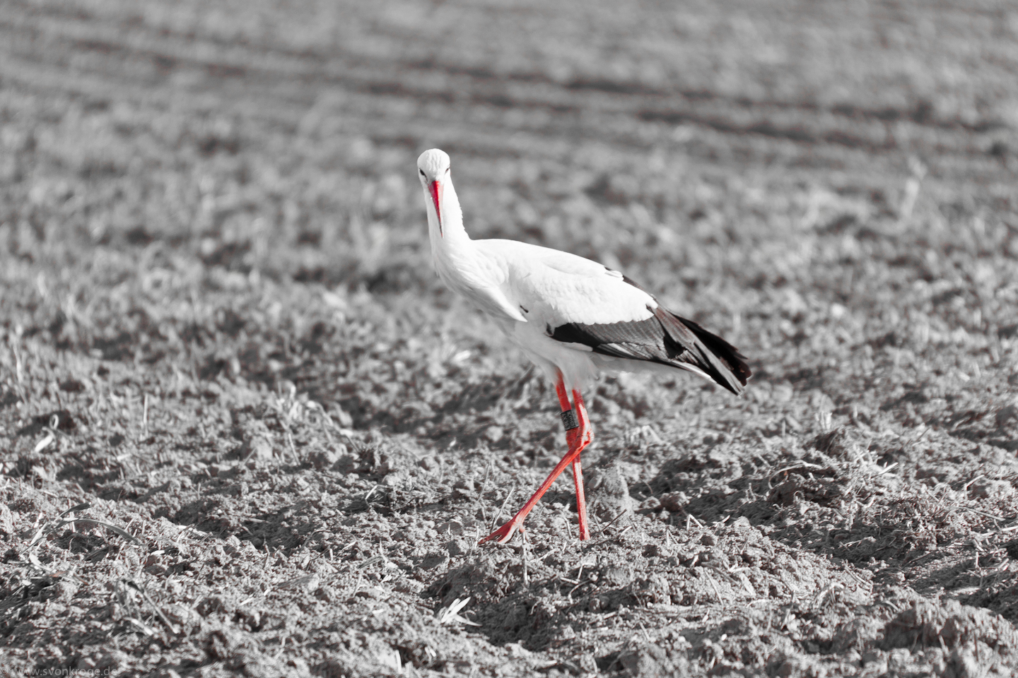 Pechvogel Foto & Bild | tiere, natur Bilder auf fotocommunity