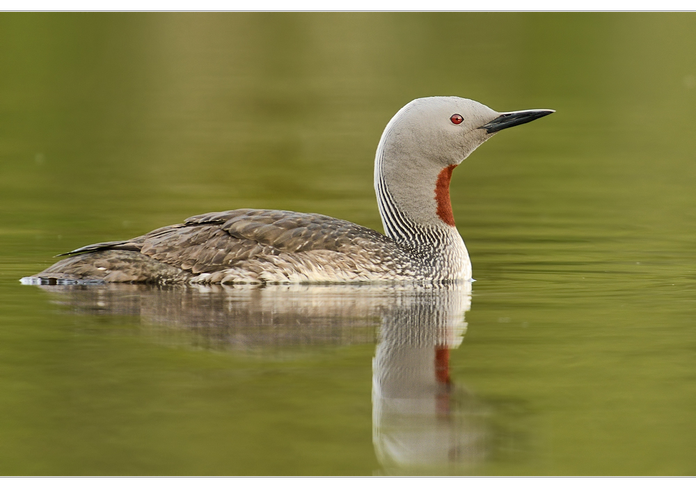 Pechvogel...